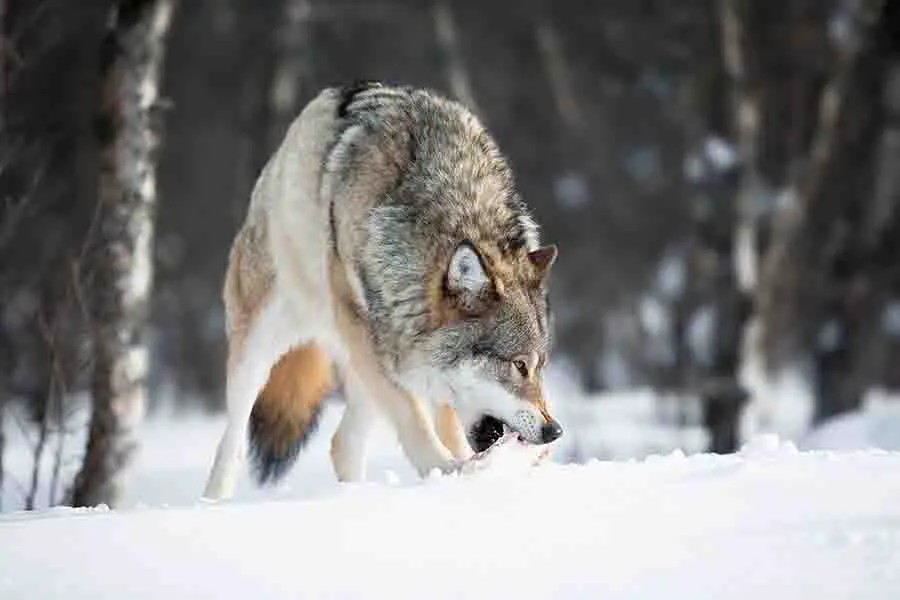 ¿Los lobos hibernan? (Lo que hacen los lobos en invierno)