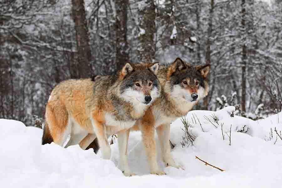 ¿Los lobos hibernan? (Lo que hacen los lobos en invierno)