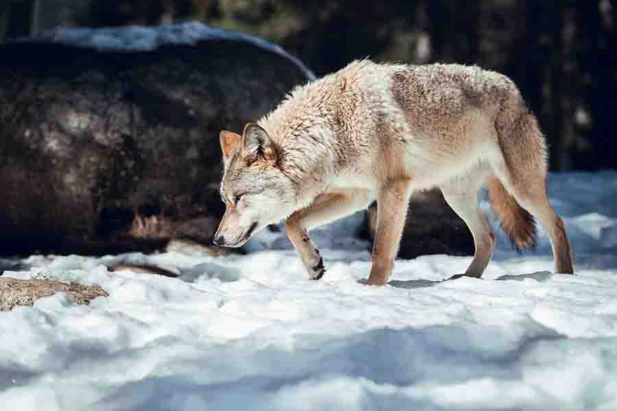 ¿Los lobos hibernan? (Lo que hacen los lobos en invierno)