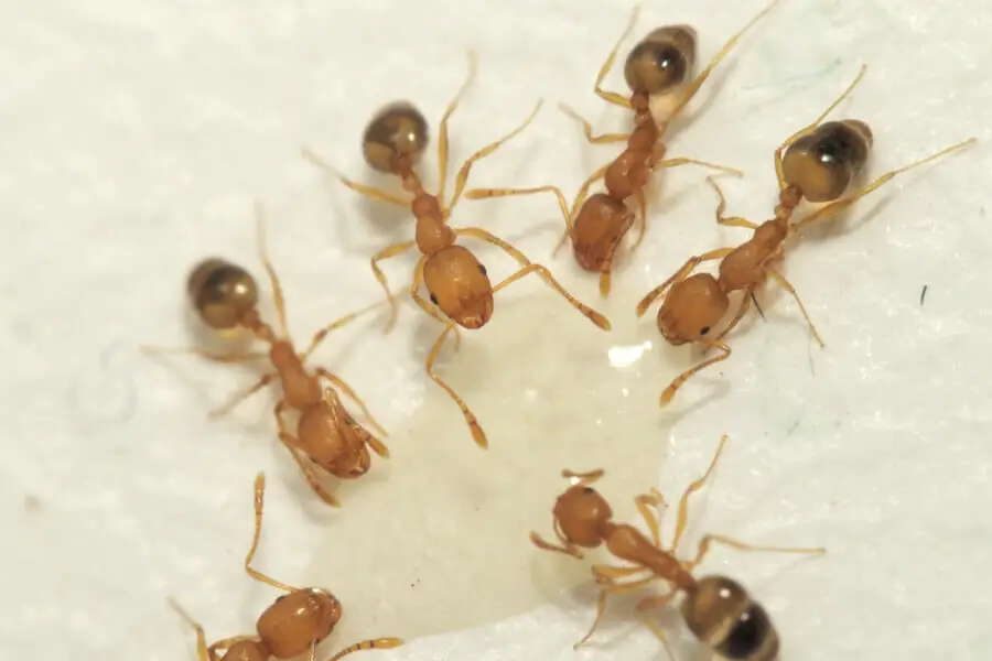 ¿Cómo encuentran comida las hormigas? Hormigas exploradoras y recolección
