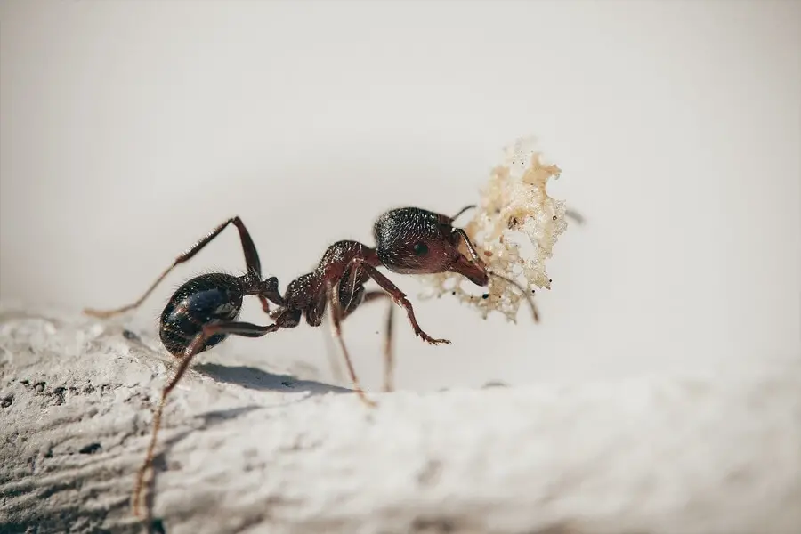 ¿Cuánto tiempo pueden vivir las hormigas sin comida ni agua?