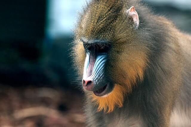 Las 5 especies de monos más fuertes del mundo