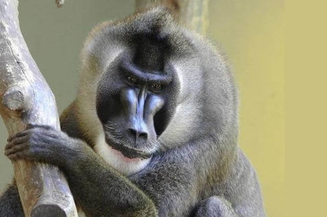 Las 5 especies de monos más fuertes del mundo