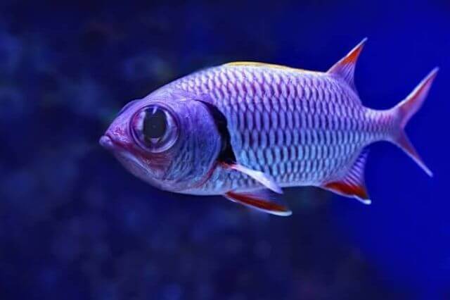 12 peces asombrosos con ojos GRANDES