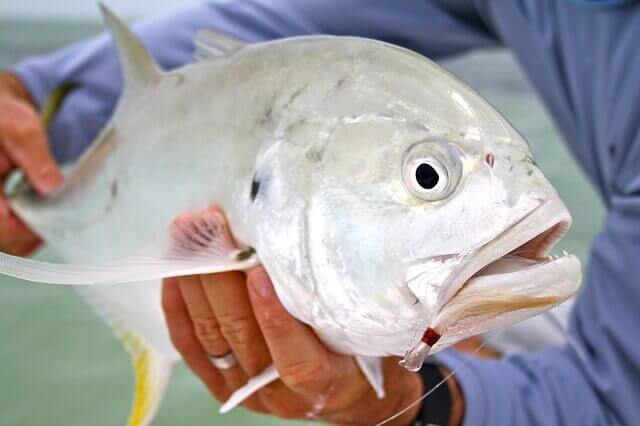 12 peces asombrosos con ojos GRANDES