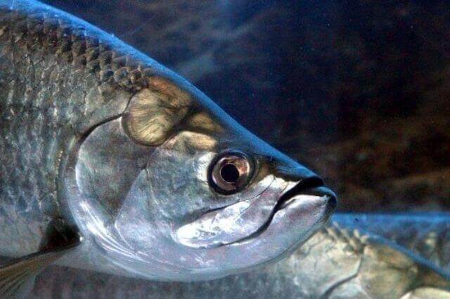 12 peces asombrosos con ojos GRANDES