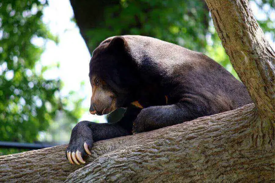 Oso grizzly, oso polar y otras especies