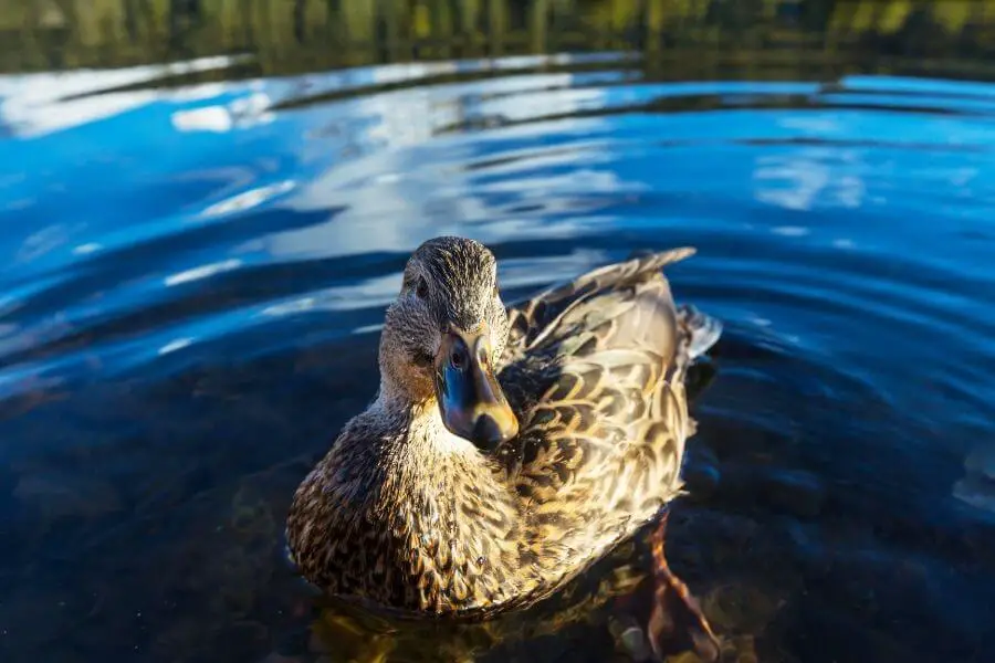 ¿Cómo flotan los patos? (La explicación científica)