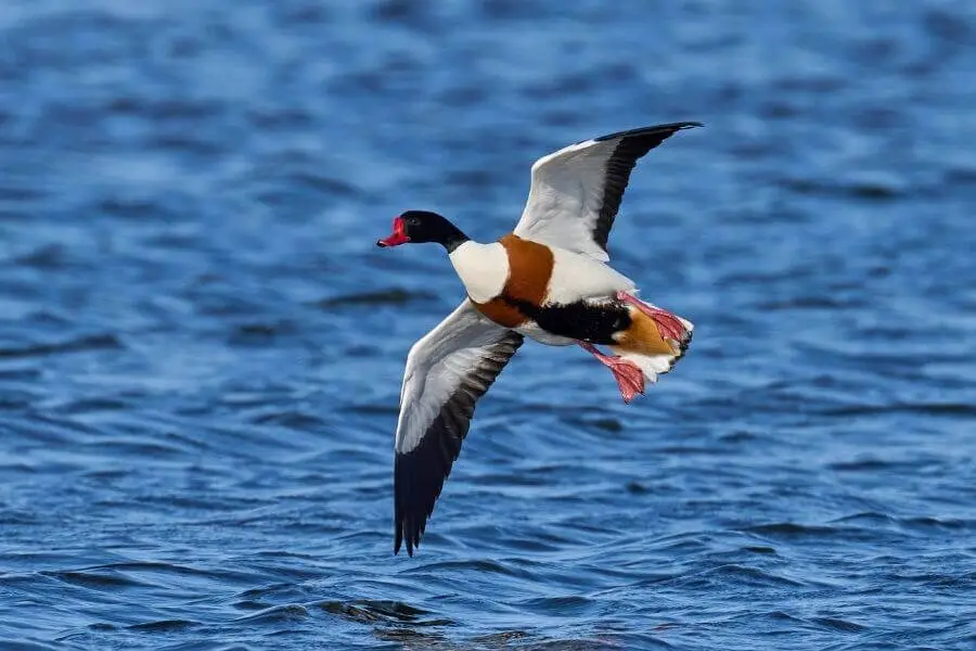 ¿Cómo flotan los patos? (La explicación científica)