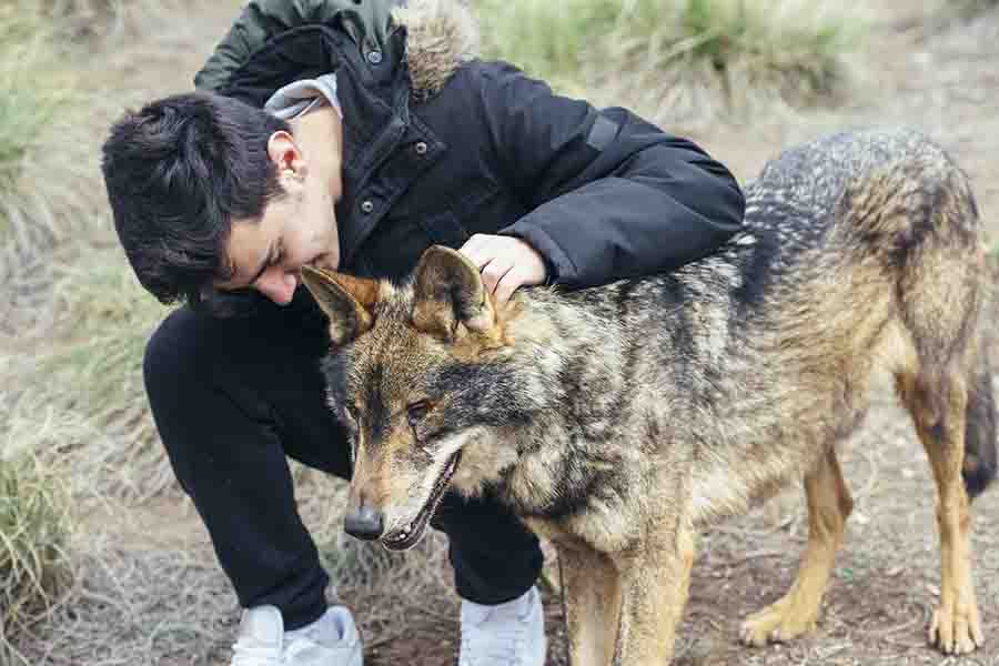 ¿Puedes domesticar a un lobo? | ¿Por qué los lobos no están domesticados?