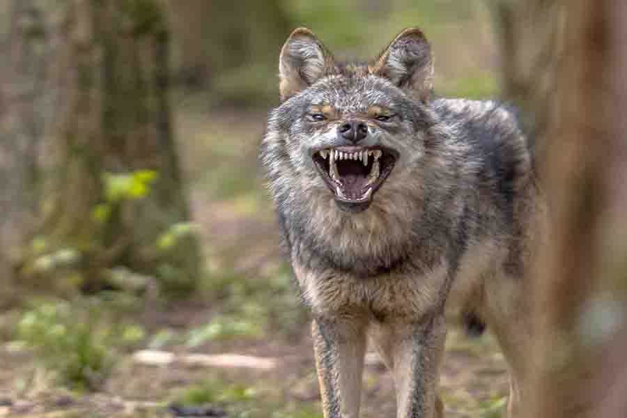 ¿Puedes domesticar a un lobo? | ¿Por qué los lobos no están domesticados?