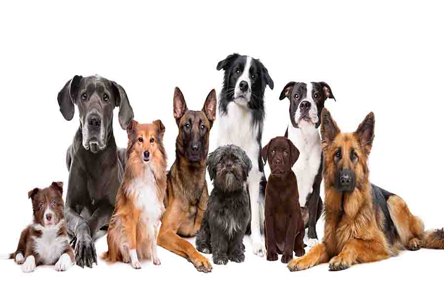 ¿Puedes domesticar a un lobo? | ¿Por qué los lobos no están domesticados?