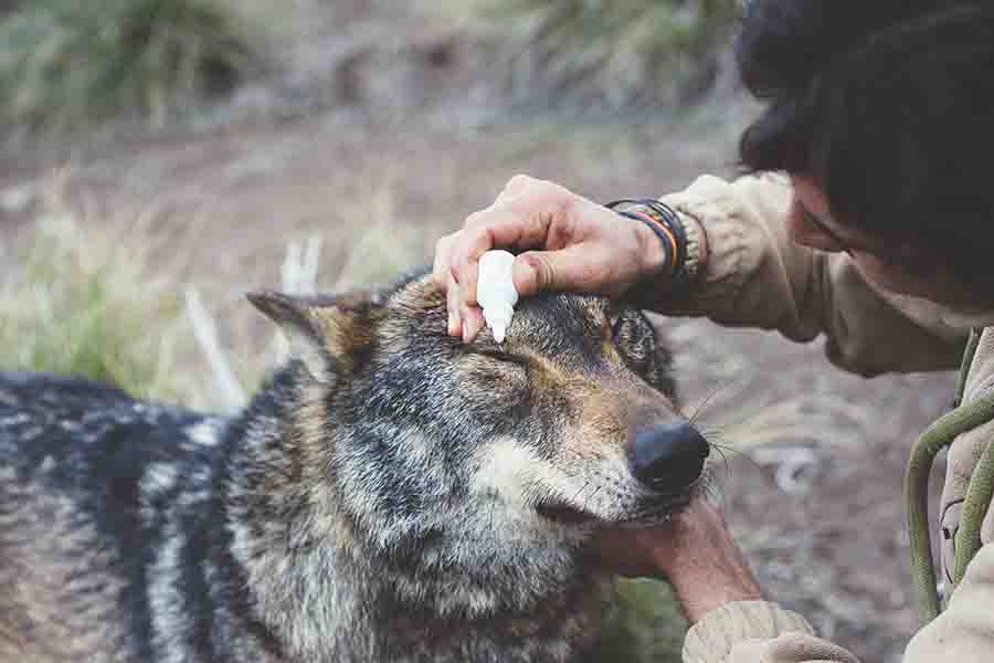 ¿Puedes domesticar a un lobo? | ¿Por qué los lobos no están domesticados?