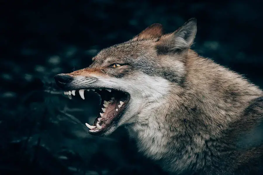 ¿Puedes domesticar a un lobo? | ¿Por qué los lobos no están domesticados?