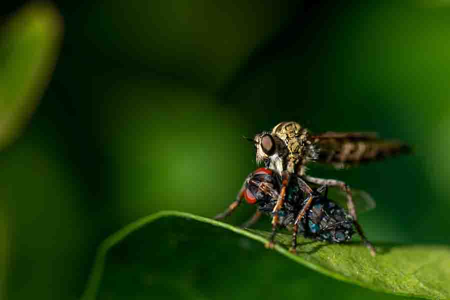 ¿Son las abejas atraídas por la luz y por qué? (Explicación científica)