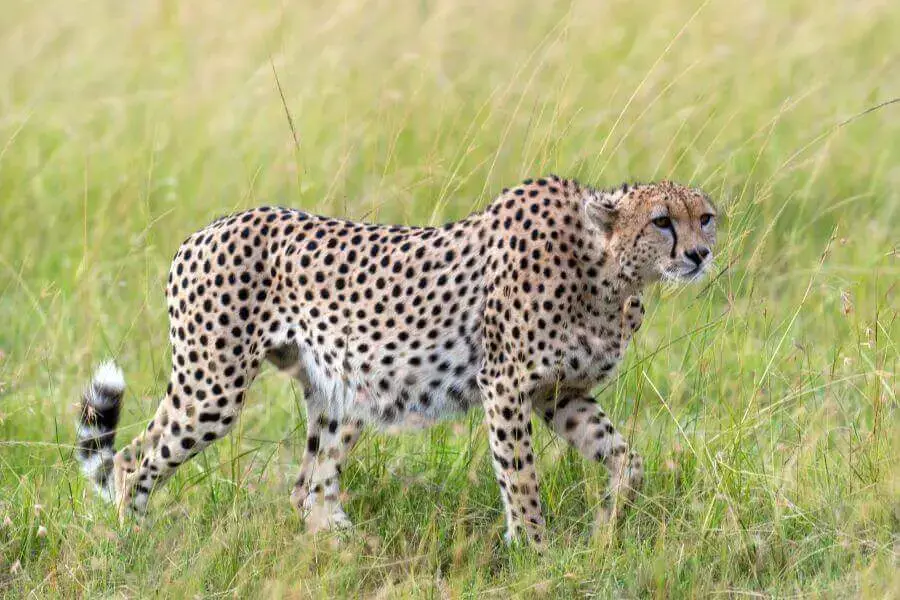 ¿Qué tan rápido puede correr un lobo? Velocidad máxima y media