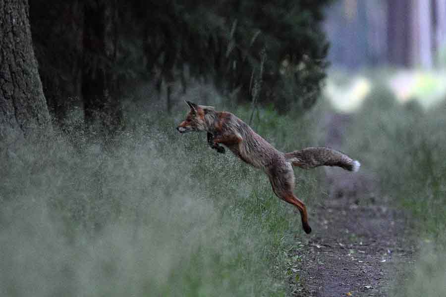 ¿Qué tan rápido puede correr un lobo? Velocidad máxima y media