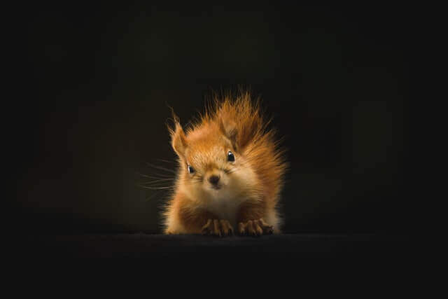 Lista de 6 animales salvajes que ladran (con imágenes)