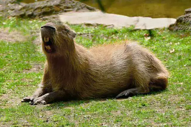 Lista de 6 animales salvajes que ladran (con imágenes)