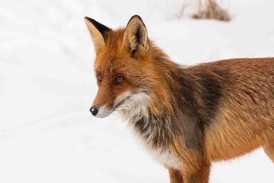 ¿Los zorros hibernan? (Cómo viven y comen durante el invierno)