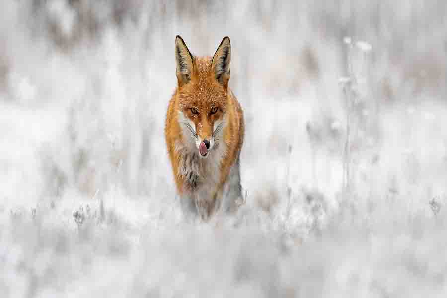 ¿Los zorros hibernan? (Cómo viven y comen durante el invierno)