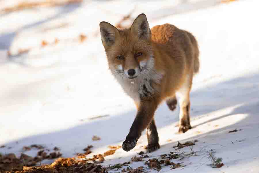 ¿Los zorros hibernan? (Cómo viven y comen durante el invierno)