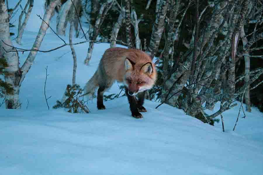 ¿Los zorros hibernan? (Cómo viven y comen durante el invierno)