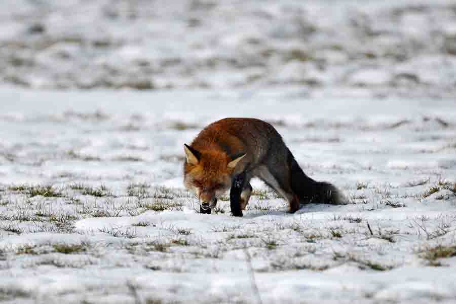 ¿Los zorros hibernan? (Cómo viven y comen durante el invierno)
