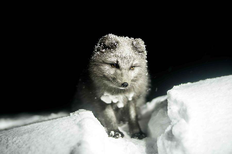 ¿Los zorros hibernan? (Cómo viven y comen durante el invierno)