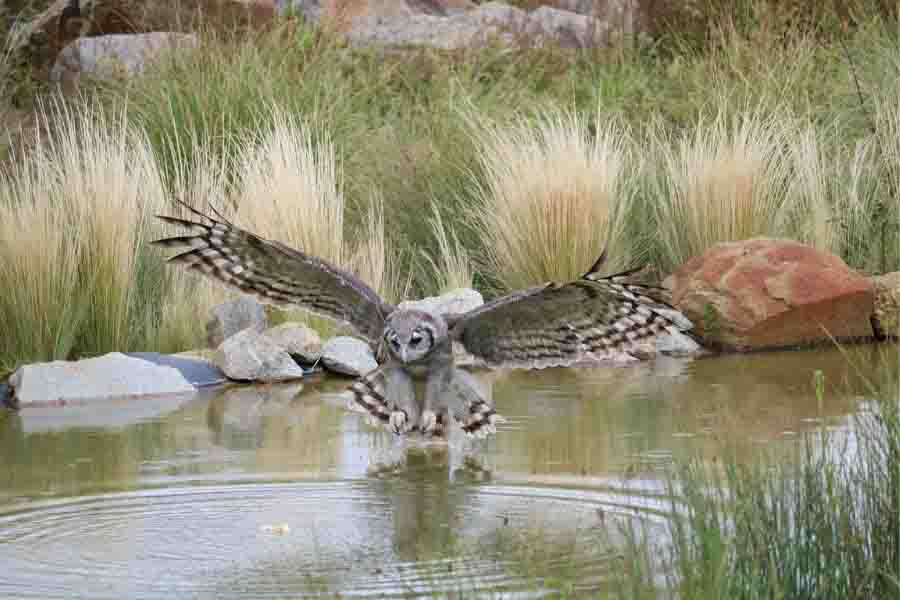 ¿Qué comen los búhos? (Cada animal de presa cazado por búhos)