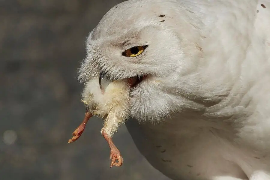 ¿Qué comen los búhos? (Cada animal de presa cazado por búhos)