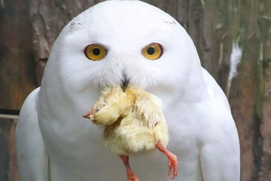 ¿Qué comen los búhos? (Cada animal de presa cazado por búhos)