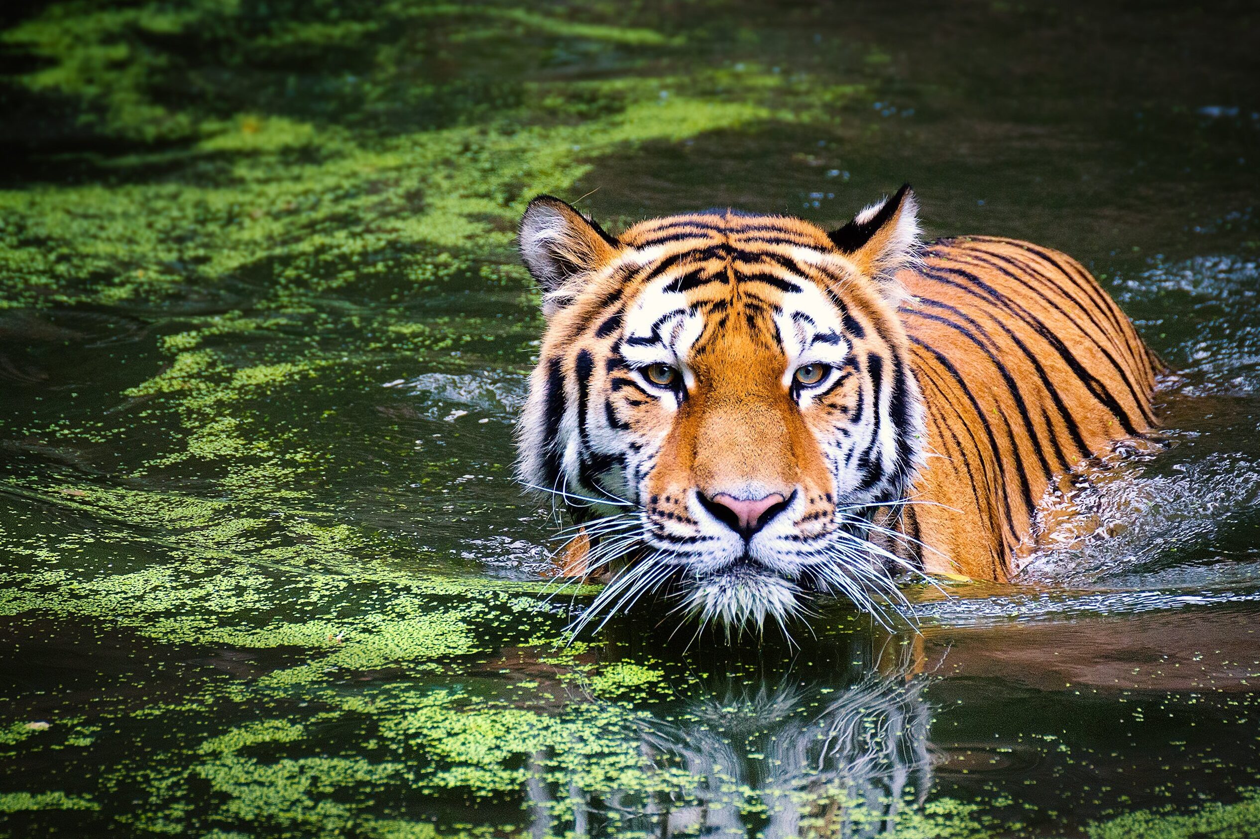 10 felinos majestuosos y sus adaptaciones únicas: Museo de Denver...