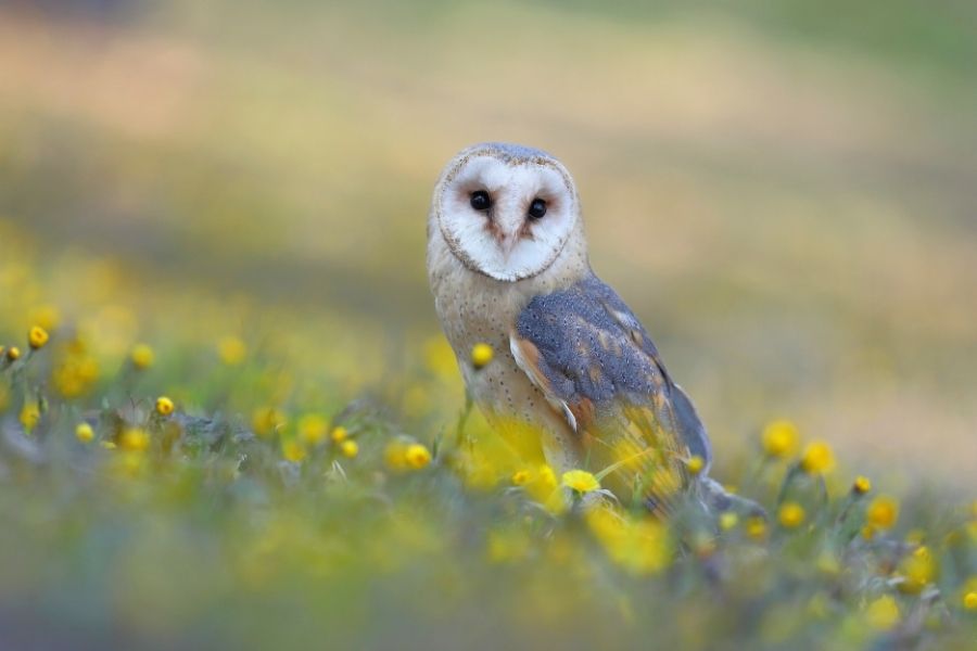 237 tipos de búhos (lista AZ de especies de búhos) | animales inadaptados
