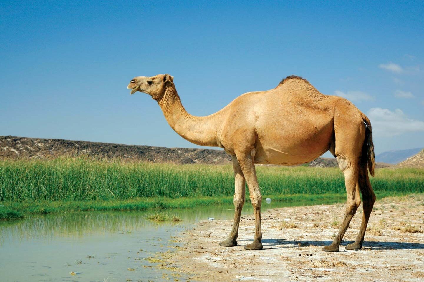 ¿Los camellos almacenan agua en sus jorobas?