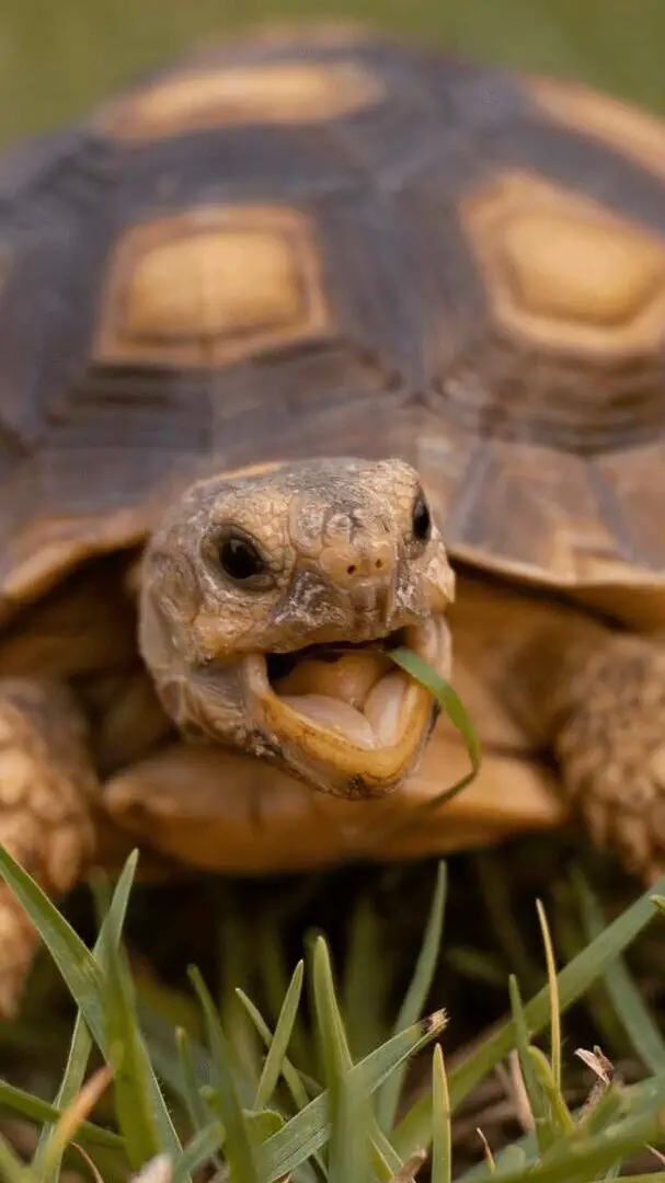 6 animales que no pueden saltar