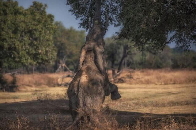 6 animales que no pueden saltar (guía detallada)