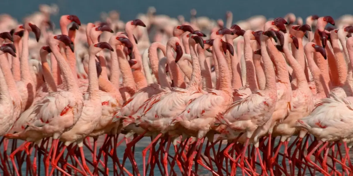 30 datos curiosos sobre los animales - Hurra Héroes