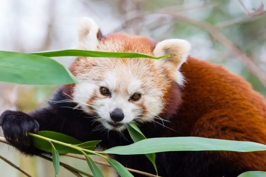 ¿Qué comen los pandas?