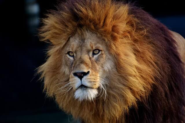 8 impresionantes animales con melena (+ fotos) |