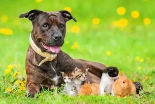 290 datos fascinantes sobre animales que te sorprenderán