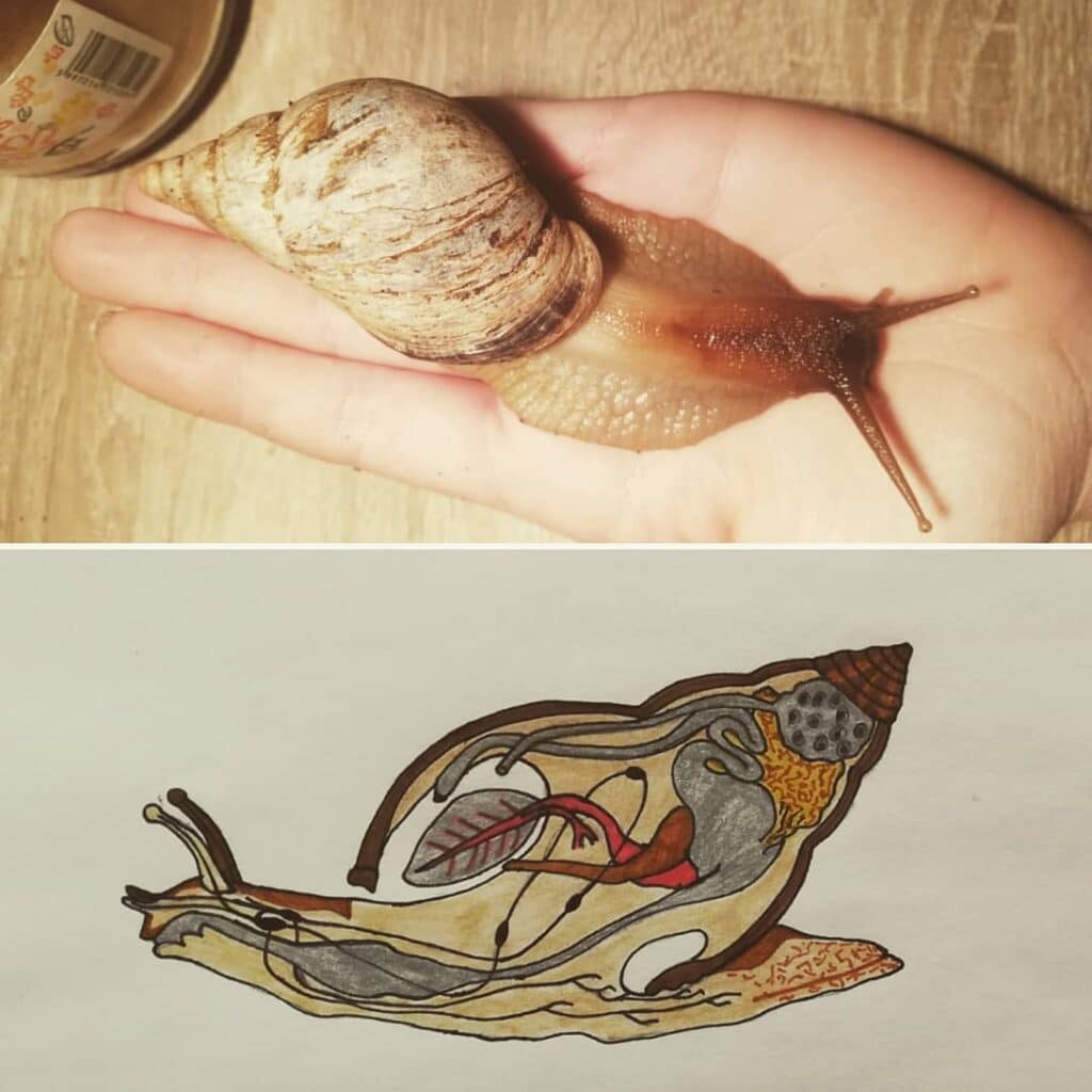Anatomía del caracol: todo sobre los órganos internos y externos