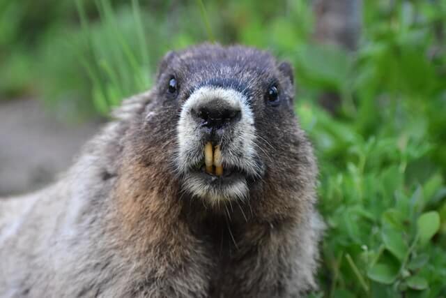 Animales con orejas pequeñas (7 ejemplos con imágenes)