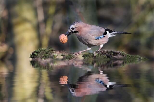 Animales que comen frutos secos (8 ejemplos con imágenes)