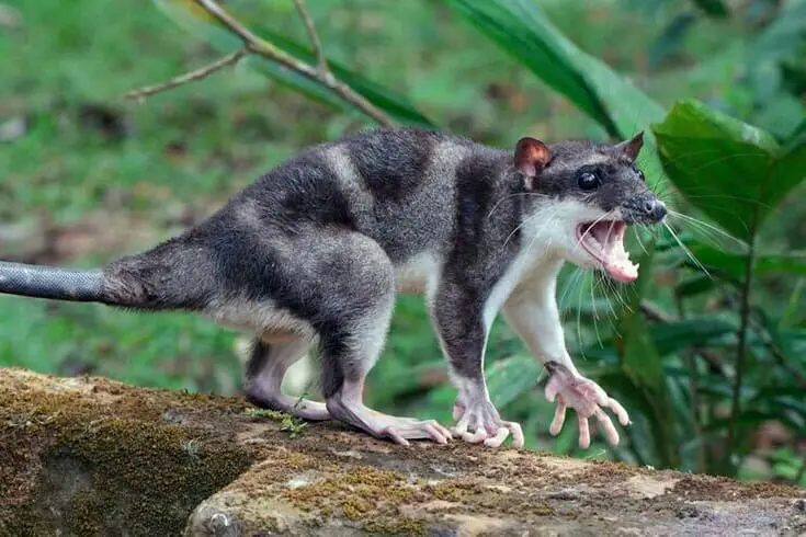 Animales que empiezan con Y