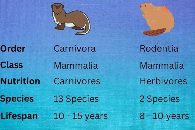 Castor vs Nutria (5 diferencias clave)