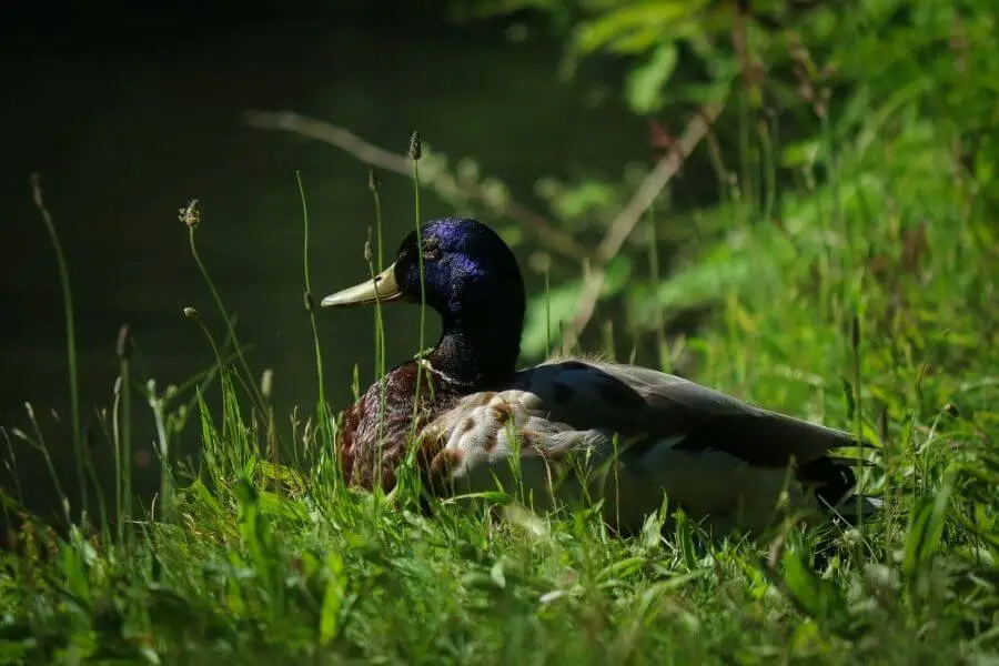 Comportamiento de los patos antes de que eclosionen los huevos (comportamiento de incubación)