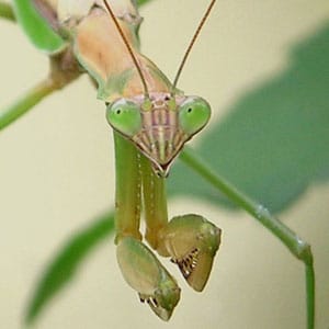 Dato real sobre la mantis religiosa: a pesar del canibalismo femenino, se convierte en una adorable y dócil mascota doméstica