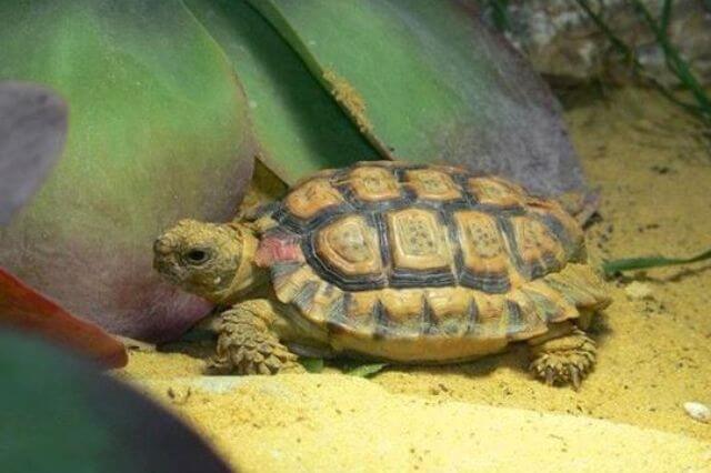 Las 5 especies de tortugas más pequeñas del mundo (imágenes y datos)