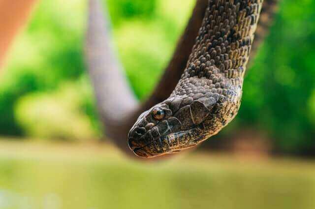 Lista de 10 animales que viven en los lagos